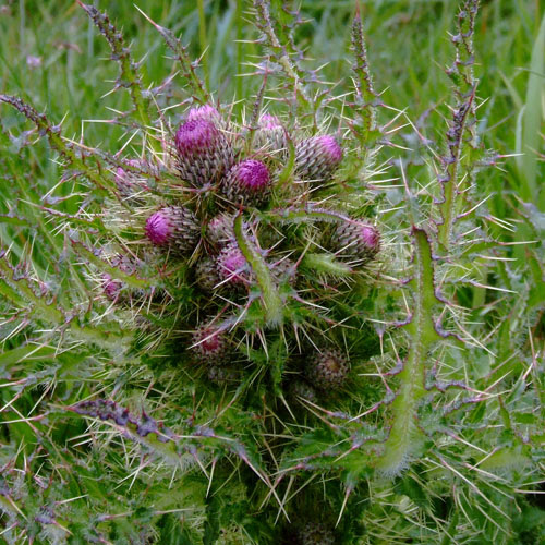 Scottish thistle search results from Google
