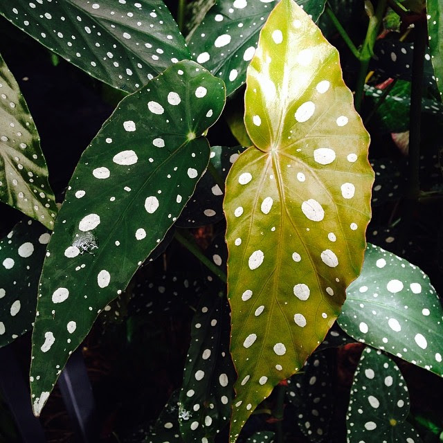 Begonia Maculata