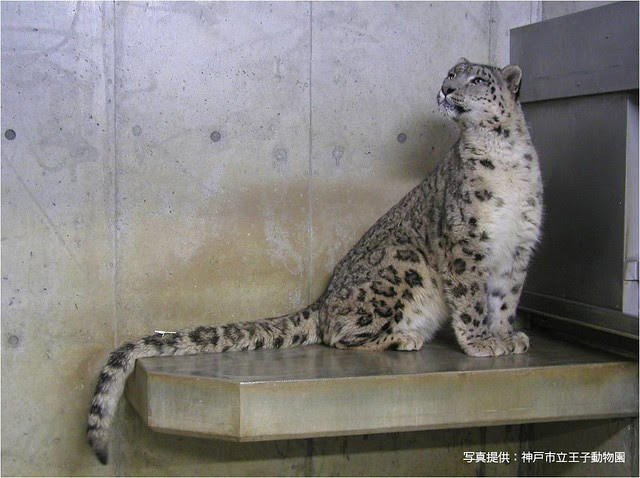 まもろうproject ユキヒョウ 赤外線カメラで絶滅危惧種ユキヒョウを守る Campfire キャンプファイヤー