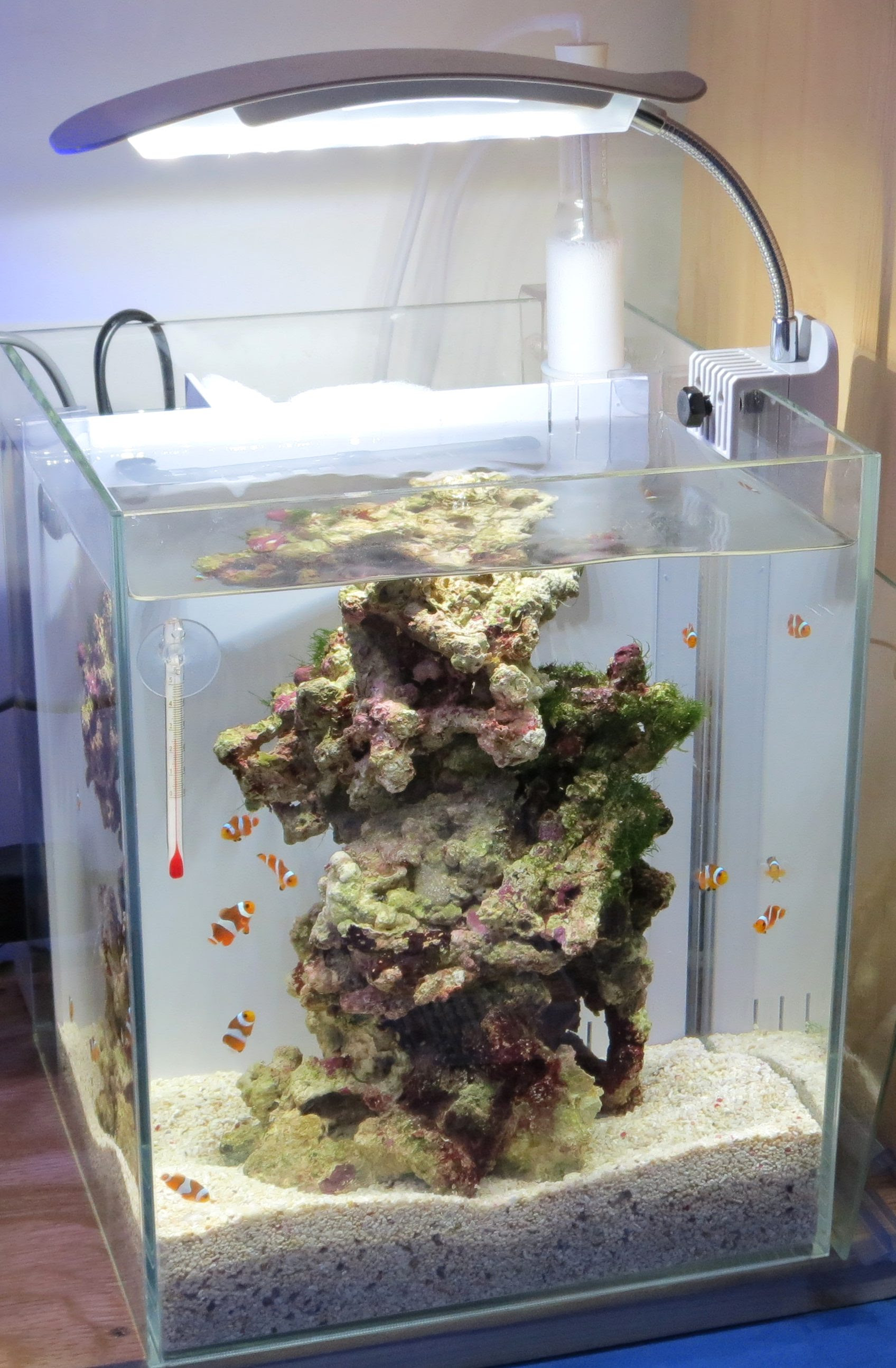 小型水槽で海水魚飼育をはじめてみませんか Junのスタッフブログ