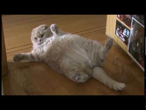 Baby Scottish Fold cat: cute munchkin kitten! Fat cats, pampered 