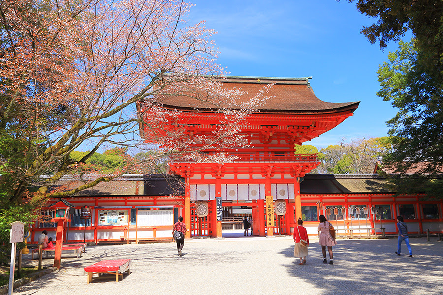 下鴨神社 桜