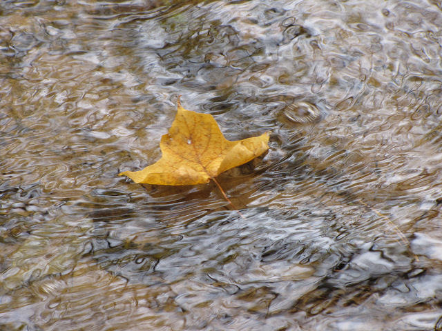 floating leaf