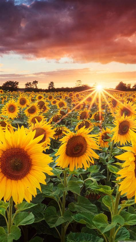 sunflower wallpapers  images