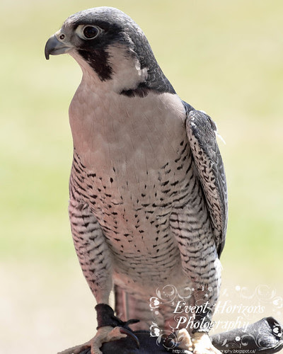 Peregrine Falcon