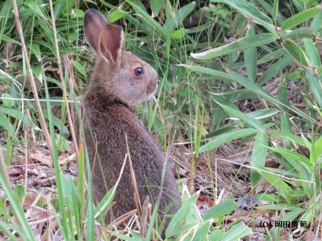 ニホンノウサギ 絶滅のおそれのある愛知県の野生生物 写真図鑑