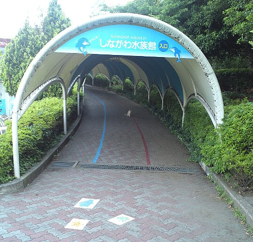 お しながわ水族館がテレビドラマに Nhk 水族館ガール なんでもreview ｂ級カメラ道