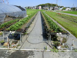 イチゴ栽培特集