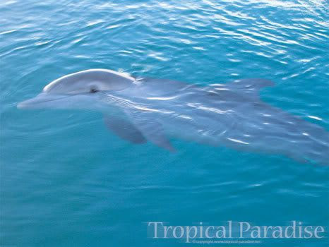 tropical wallpaper. Tropical Paradise Free