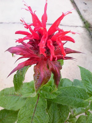 ベルガモット 花を増やそう 蜜源 花粉源 データベース みつばち百花