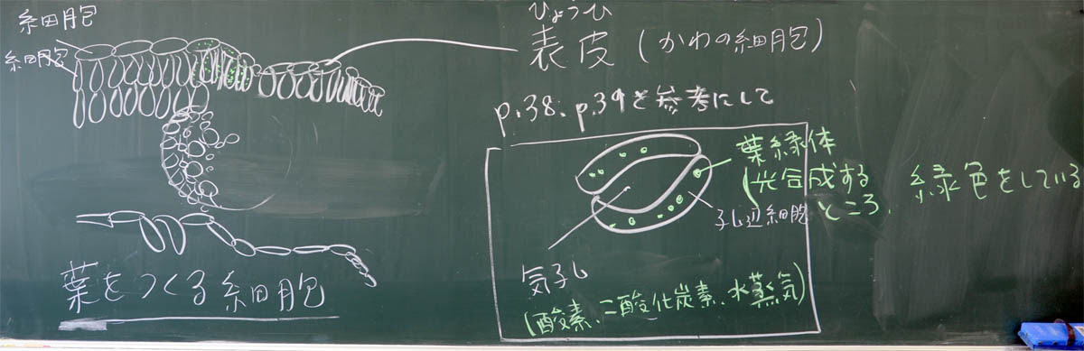 観察13 いろいろな植物の細胞 １年理科 生物 Takaの授業記録12