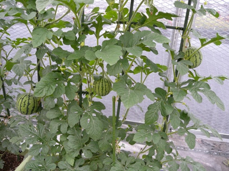 植物と暮らしたい 11年06月