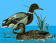 Bebek Itik Gif Gambar Animasi Animasi Bergerak 100 Bebek Itik Gif Gambar Animasi Animasi Bergerak 100