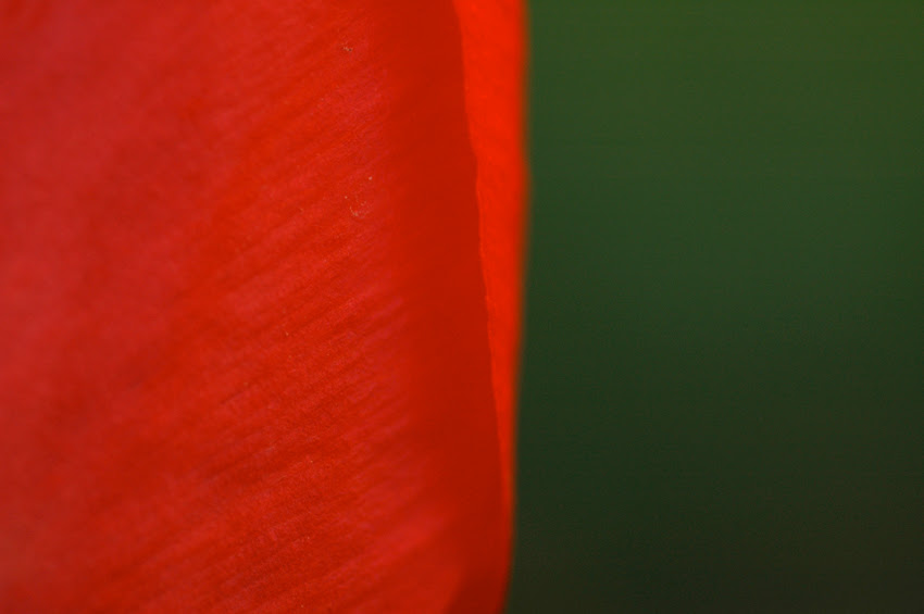 A Lot From A Little Demystifying The Aphoristic Poem The Critical Flame