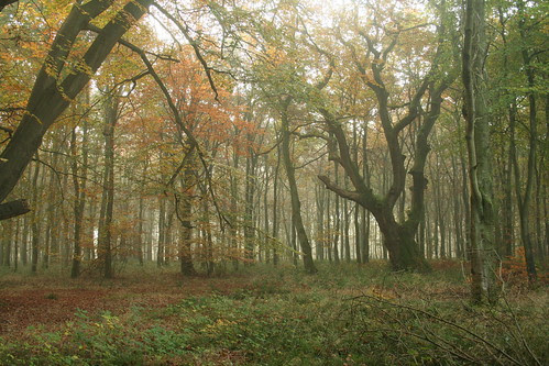 Savernake Forest 70