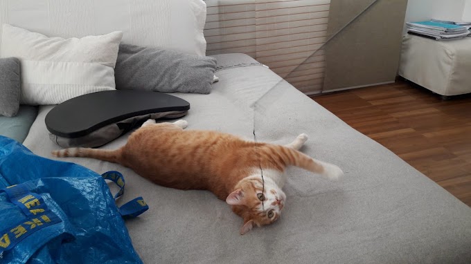 Katze Pinkelt Auf Fussboden : Unsaubere Katze 10 Grunde Und Tipps Haustiermagazin / Besser sie suchen eine neue stelle für ihr katzenklo oder stellen es auf eine große unterlage, denn auch das streu kann macken im parkett verursachen.