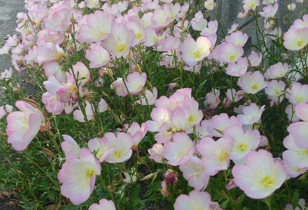 道端に咲いていたピンクと白の可愛らしい花 07 写真共有サイト フォト蔵