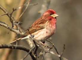 Purple Finch Photo