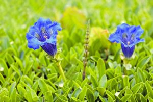 リンドウの花言葉 敬老の日に贈られる理由とは