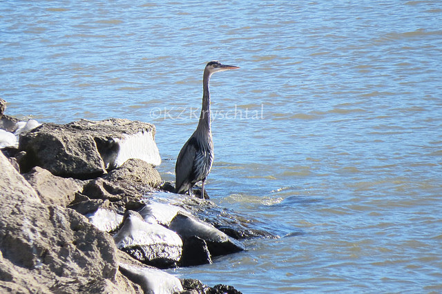 IMG_2300GreatBlueHeron