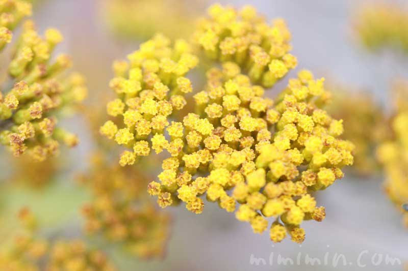 ハハコグサ 母子草 の花の写真 花言葉 みみみんブログ