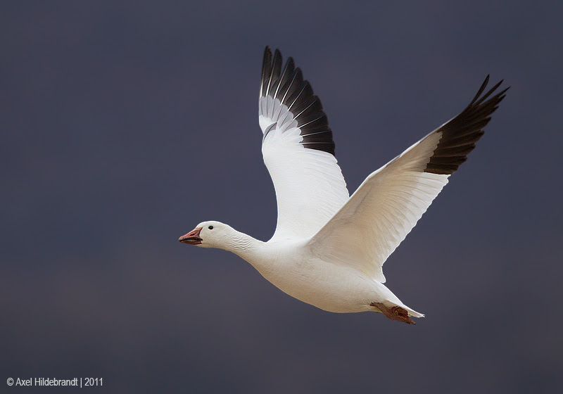500px favs, rg443