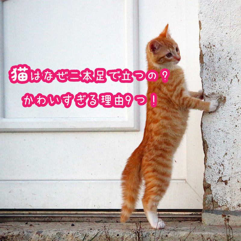 猫はなぜ二本足で立つの 猫が立つかわいすぎる理由9つ