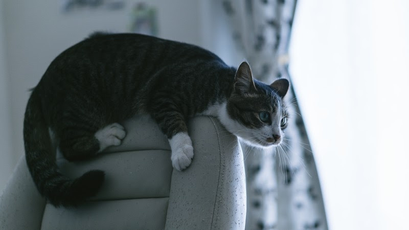 猫の運動神経は動物の中でも随一 優れた運動神経の秘密を紐解く