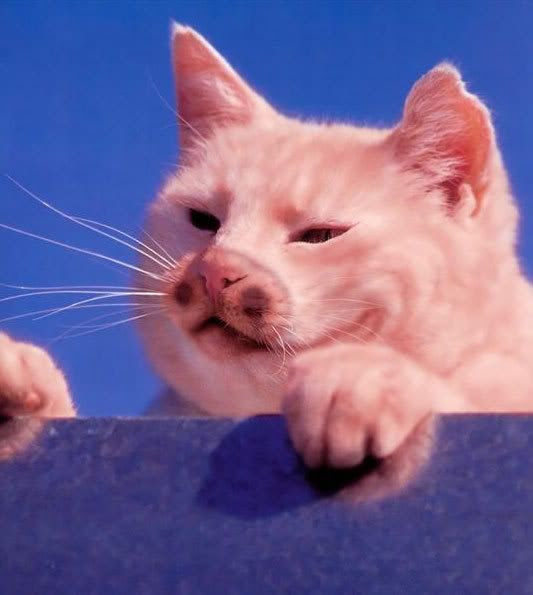 cochon chat