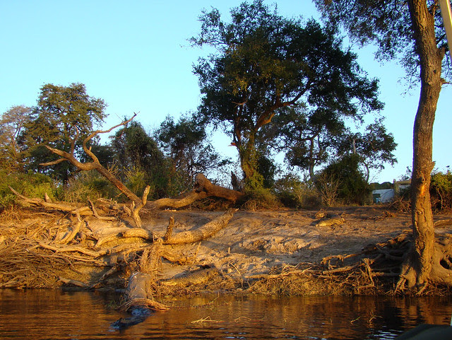 DSC09437 Two Crocodile sunset