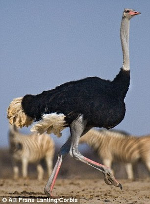 Scientists found running birds (ostrich pictured) do not prioritise stability in a rigid 'robotic' way. Instead, they allow their bodies to move with more 'fluid' motions