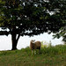 Shaker Village 3