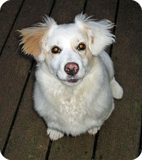 Poppy | Adopted Puppy | Salem, OR | Corgi/Spaniel (Unknown ...