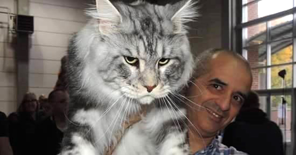 10 Chats Geants Et Majestueux Qui Vont Vous Impressionner