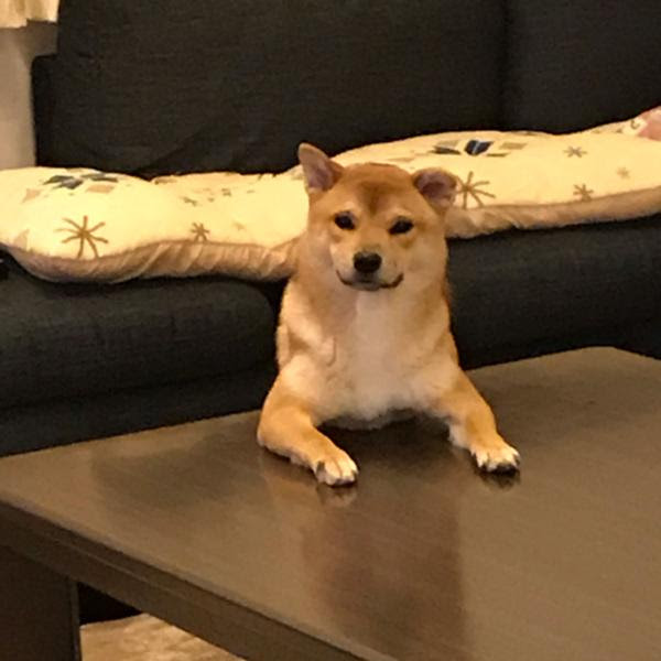 白く染める 犬へのボケ ボケて Bokete