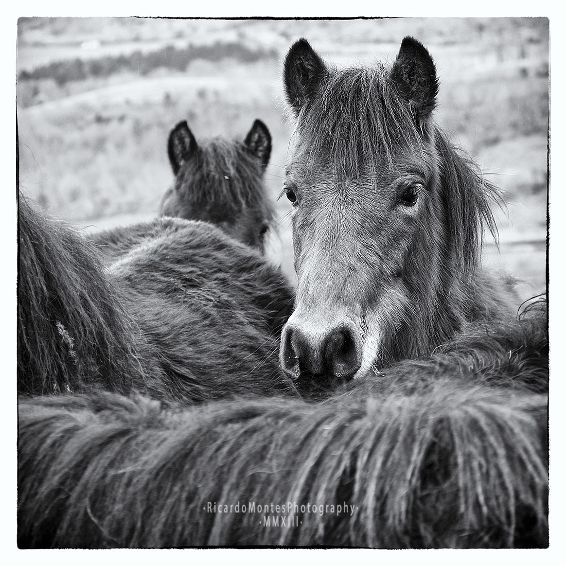Asturcones VI