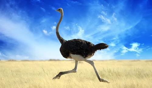 馬が ダチョウが ハイウェイを走る事件が立て続けに起きる がらくたgallery