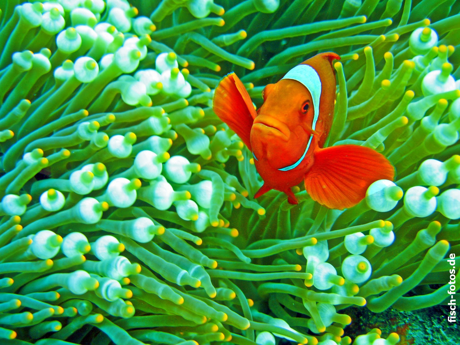 Iphone X Clownfish Wallpaper Hd The Galleries Of Hd Wallpaper