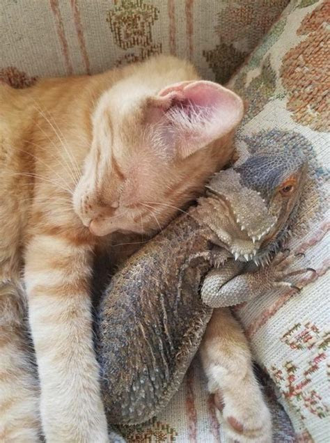 cats lizards   complicated relationship  pics