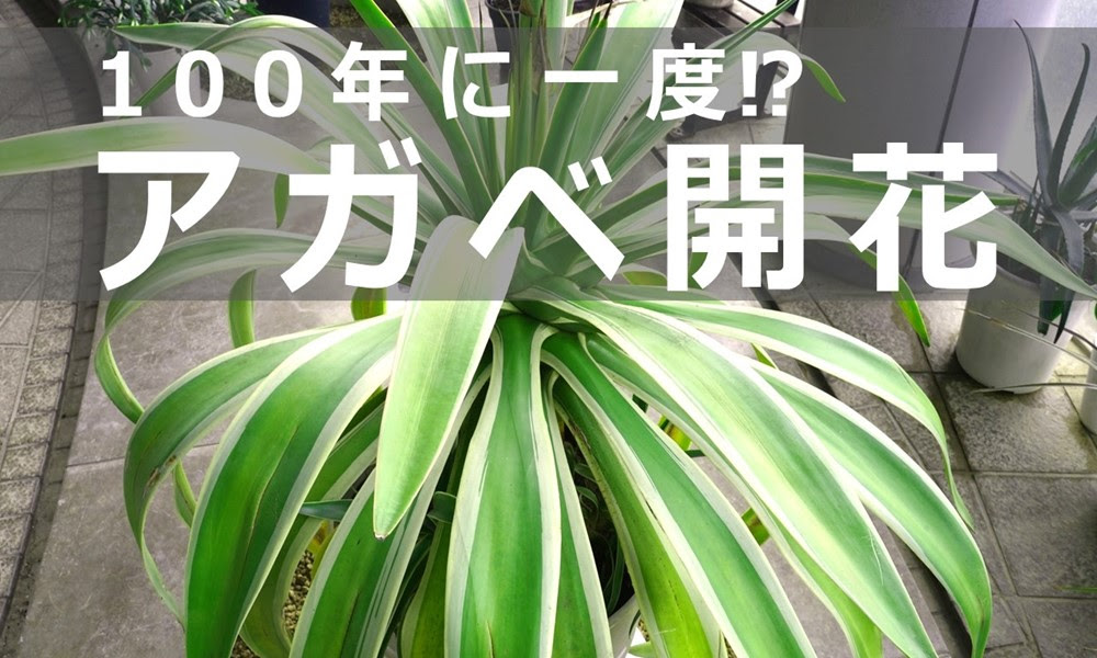 七北田公園都市緑化ホール 100年に一度 観葉植物のアガベ ベネズエラが開花しました Youtube 公益財団法人仙台市公園緑地協会