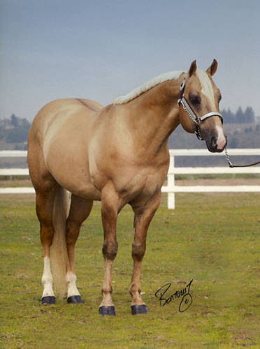 Dunalino Horse