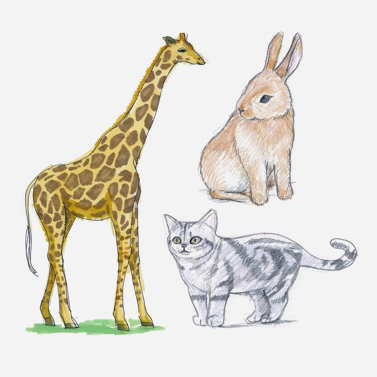 イラストの描き方 動物編 Ochabi Artgym 美術学校が作ったアートのジム