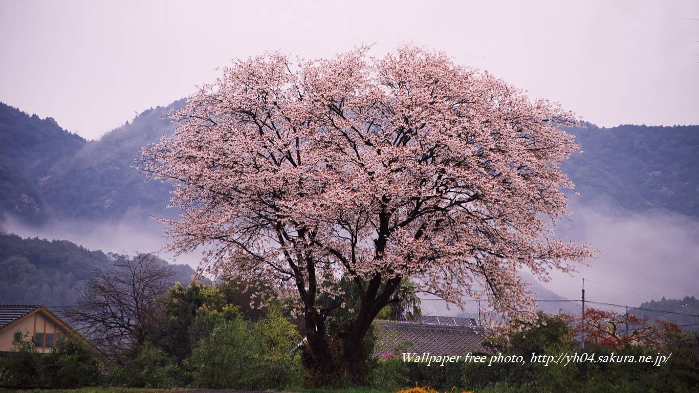 山桜満開 高画質 1366 768 デスクトップ無料壁紙