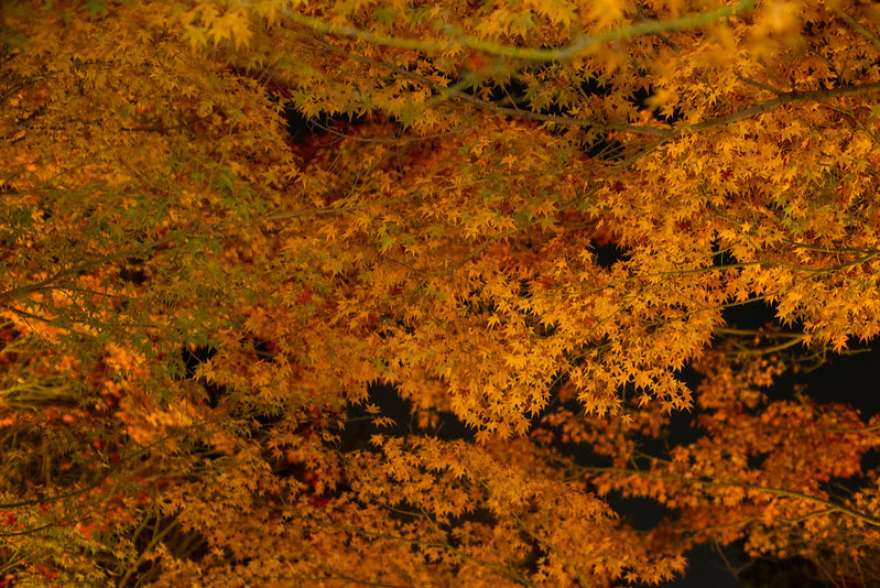 DSC_3072