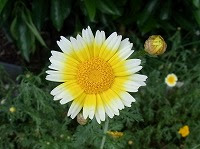 ３月２２日の誕生花 シュンギク 春菊 の花言葉 とっておき Bカロテンが 豊富 な緑黄色野菜 弥生おばさんのガーデニングノート 花と緑の365日 楽天ブログ