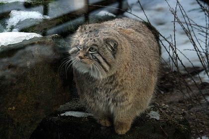 世界最古の猫 目で殺せそうな鋭い眼光に不釣合いな丸っこいモフモフの体 これがマヌルネコだ 画像 動画 珍獣図鑑アルパカパカス