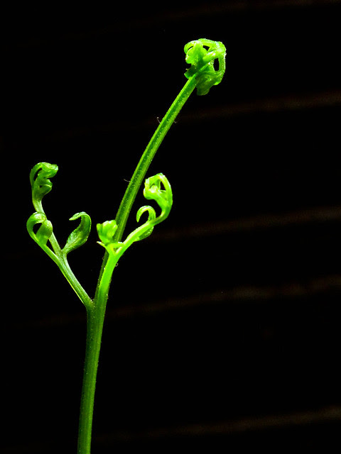IMG_1390 Fern