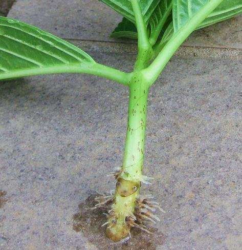 美味しい果物と野菜を育てたい アジサイ挿し芽発根
