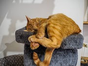 Top Konsep 43 Cat Cafe Bournemouth Jobs