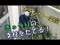 √完了しました！ プランター きゅうり 支柱 149849-きゅうり プランター 支柱 100 均